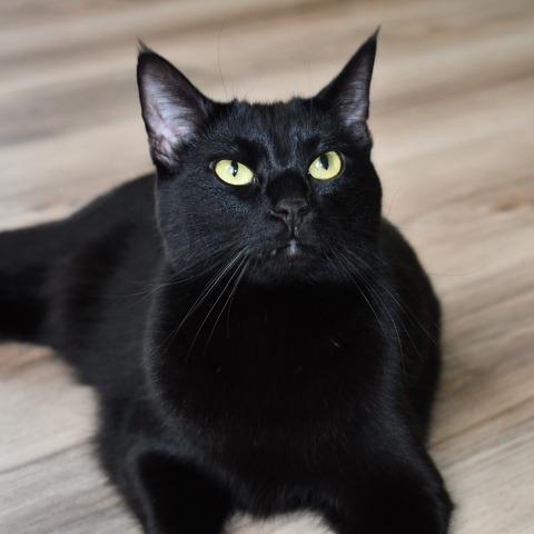 Clara, a Adoptable Domestic Short Hair in Johnson City, TN image 3/6