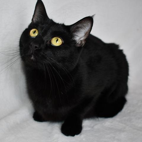 Clara, a Adoptable Domestic Short Hair in Johnson City, TN image 4/6