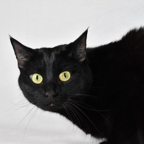 Clara, a Adoptable Domestic Short Hair in Johnson City, TN image 5/6