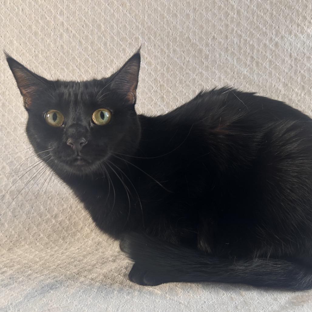 Enlarge Karma, a Adoptable Domestic Short Hair in Johnson City, TN image 3/5