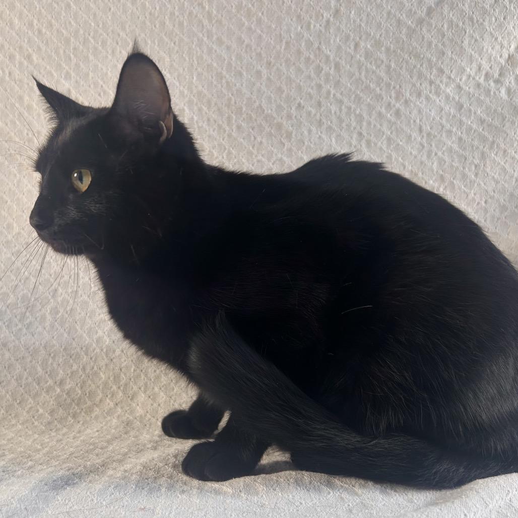 Enlarge Karma, a Adoptable Domestic Short Hair in Johnson City, TN image 4/5