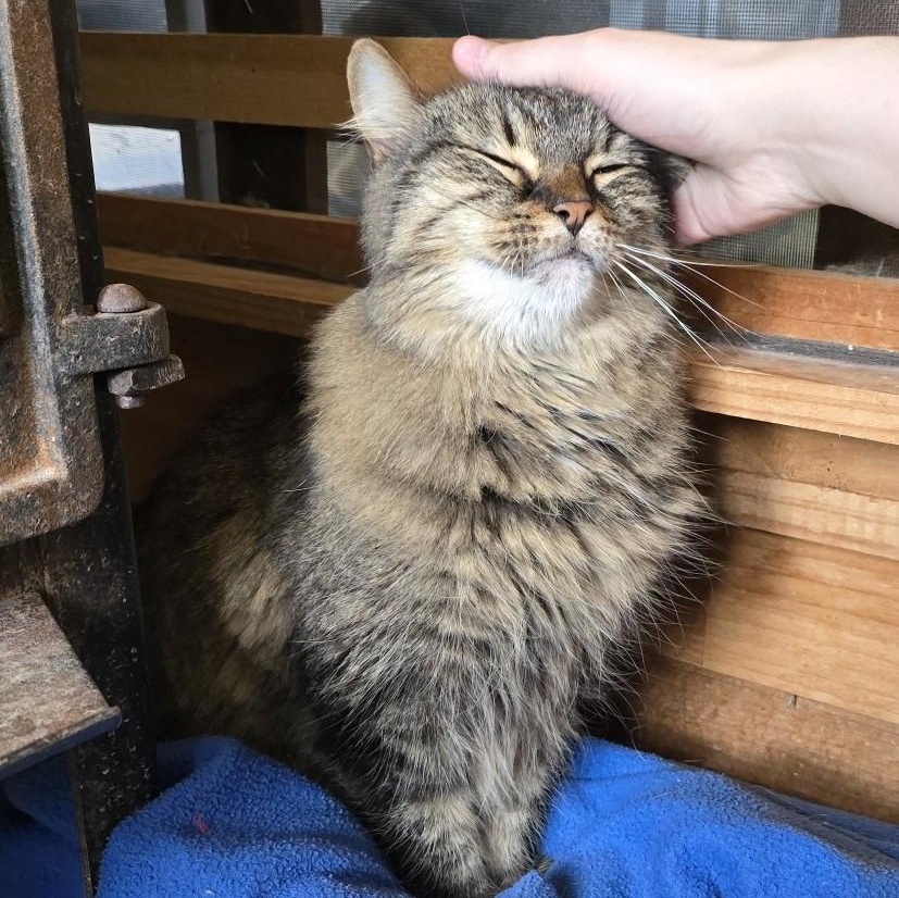 Tasco, Adult Male Domestic Medium Hair