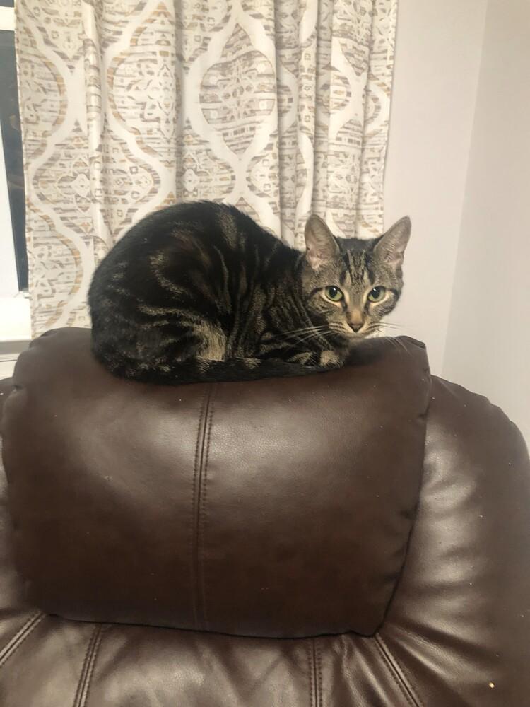 Echo JN, Adoptable, Adult Female Domestic Short Hair.