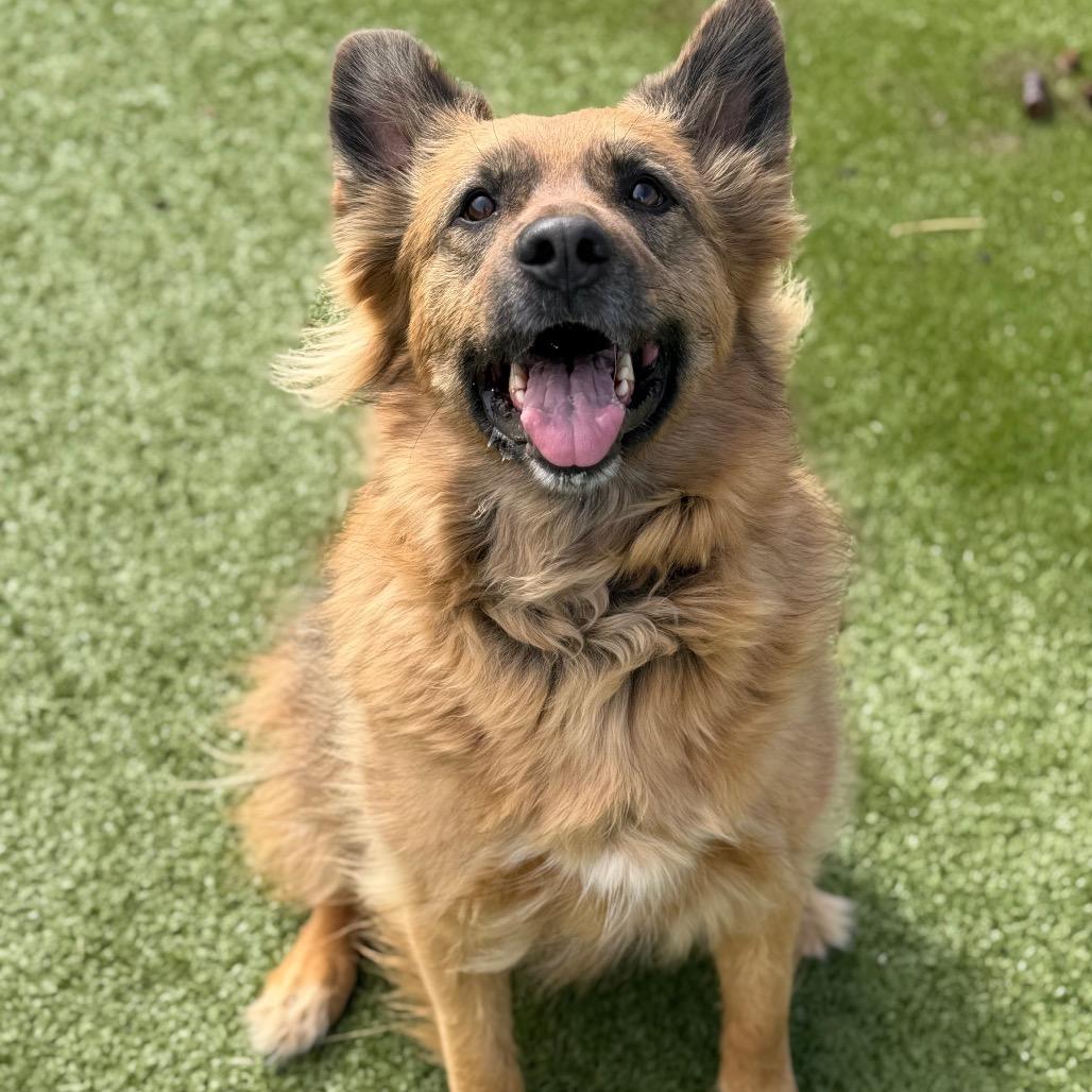 Duke, Adoptable, Adult Male German Shepherd Dog & Golden Retriever.