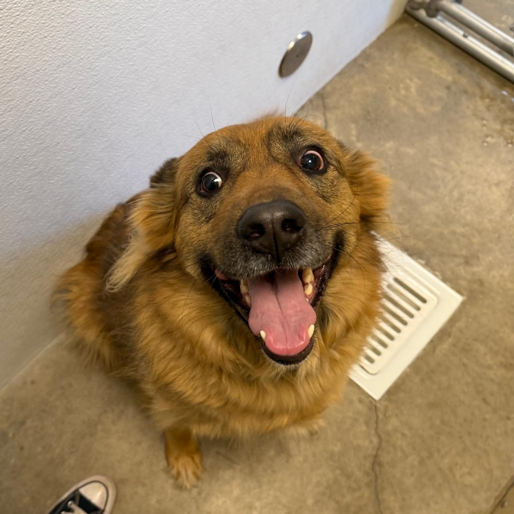 Enlarge Duke, a Adoptable mixed breed in Cody, WY image 2/3