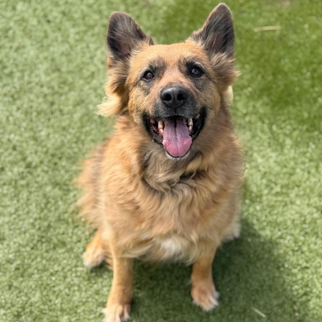 Enlarge Duke, a Adoptable mixed breed in Cody, WY image 3/3