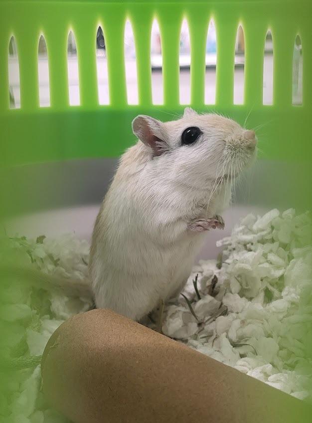 Zezu, Adoptable, Adult Male Gerbil.