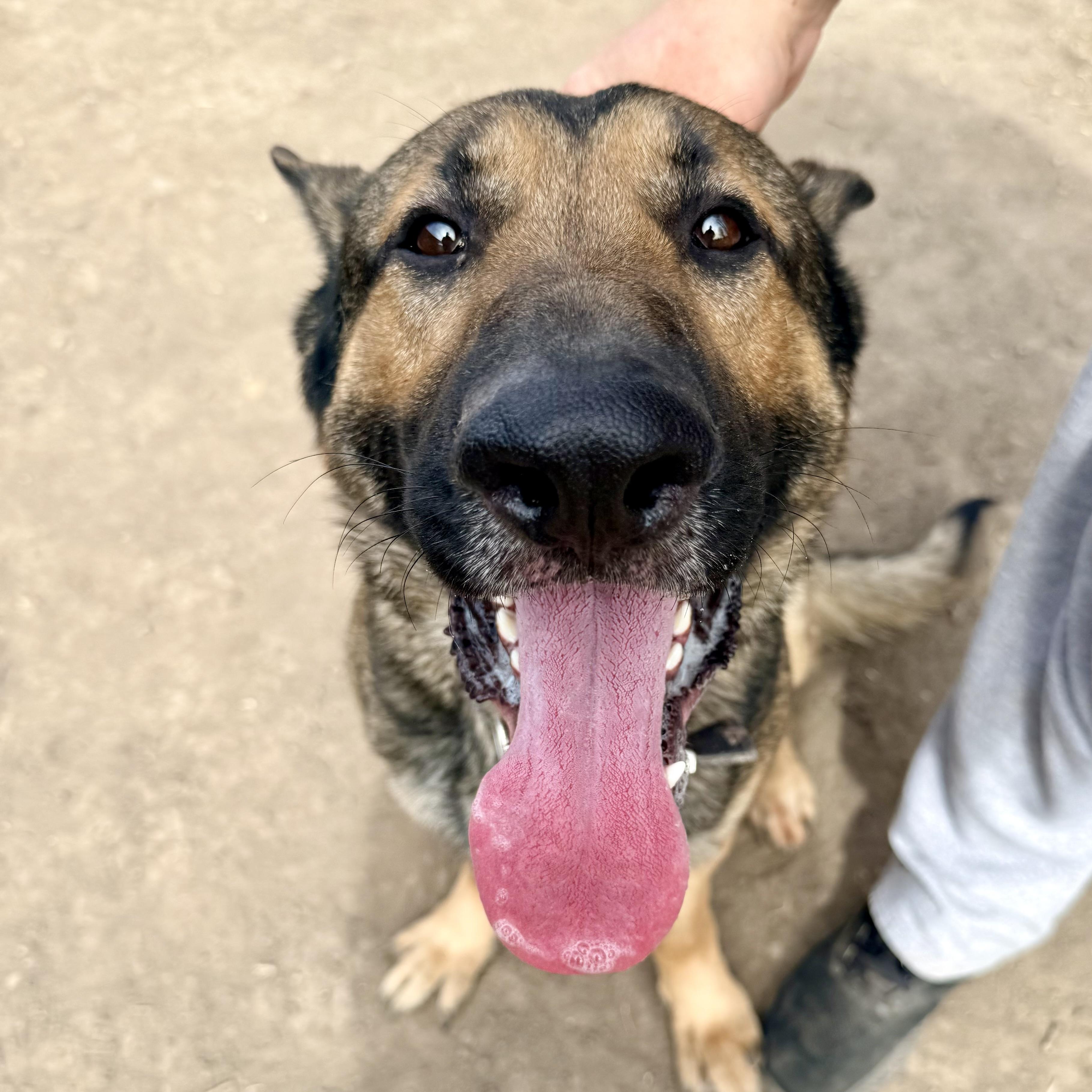 Enlarge Quinn, a ADOPTABLE German Shepherd Dog in Albany, MO image 5/6