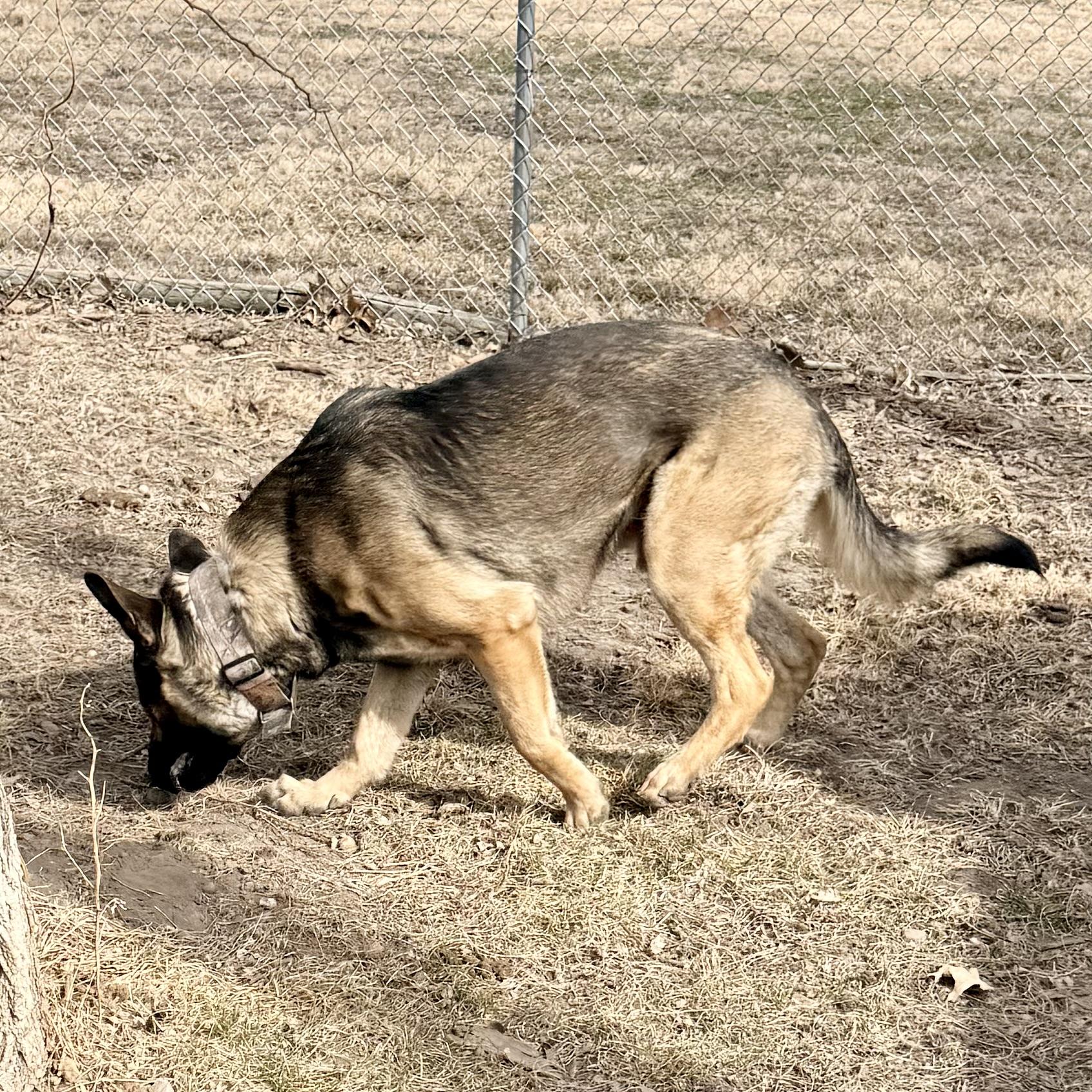 Enlarge Quinn, a ADOPTABLE German Shepherd Dog in Albany, MO image 2/6
