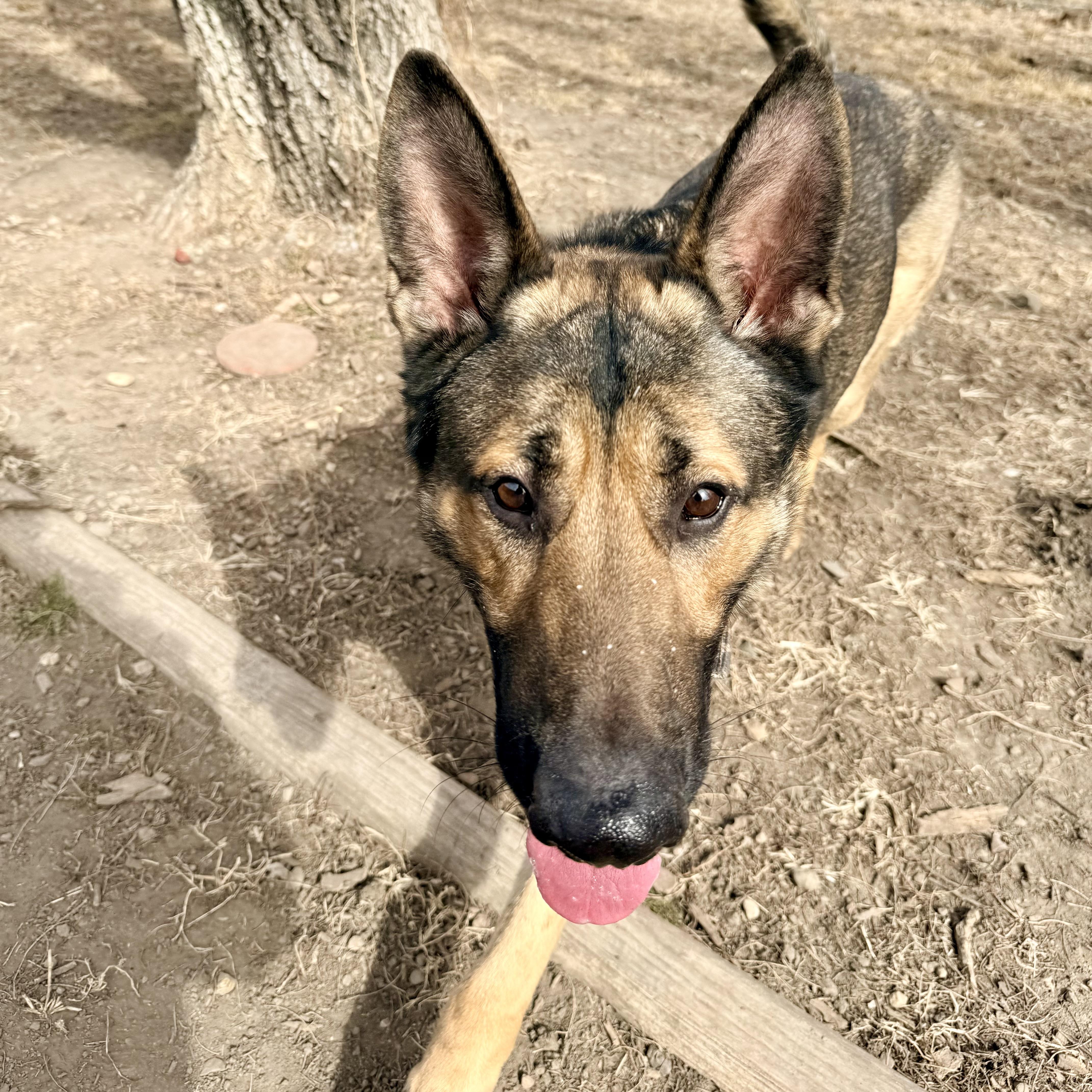 Enlarge Quinn, a ADOPTABLE German Shepherd Dog in Albany, MO image 3/6