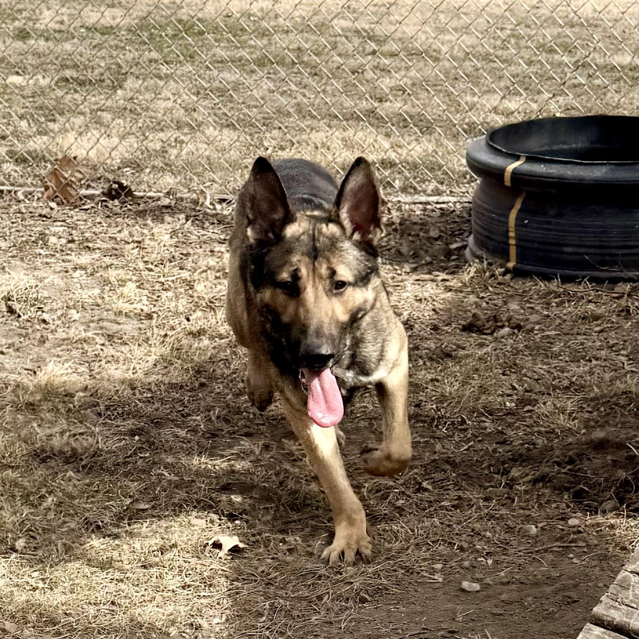 Enlarge Quinn, a ADOPTABLE German Shepherd Dog in Albany, MO image 4/6