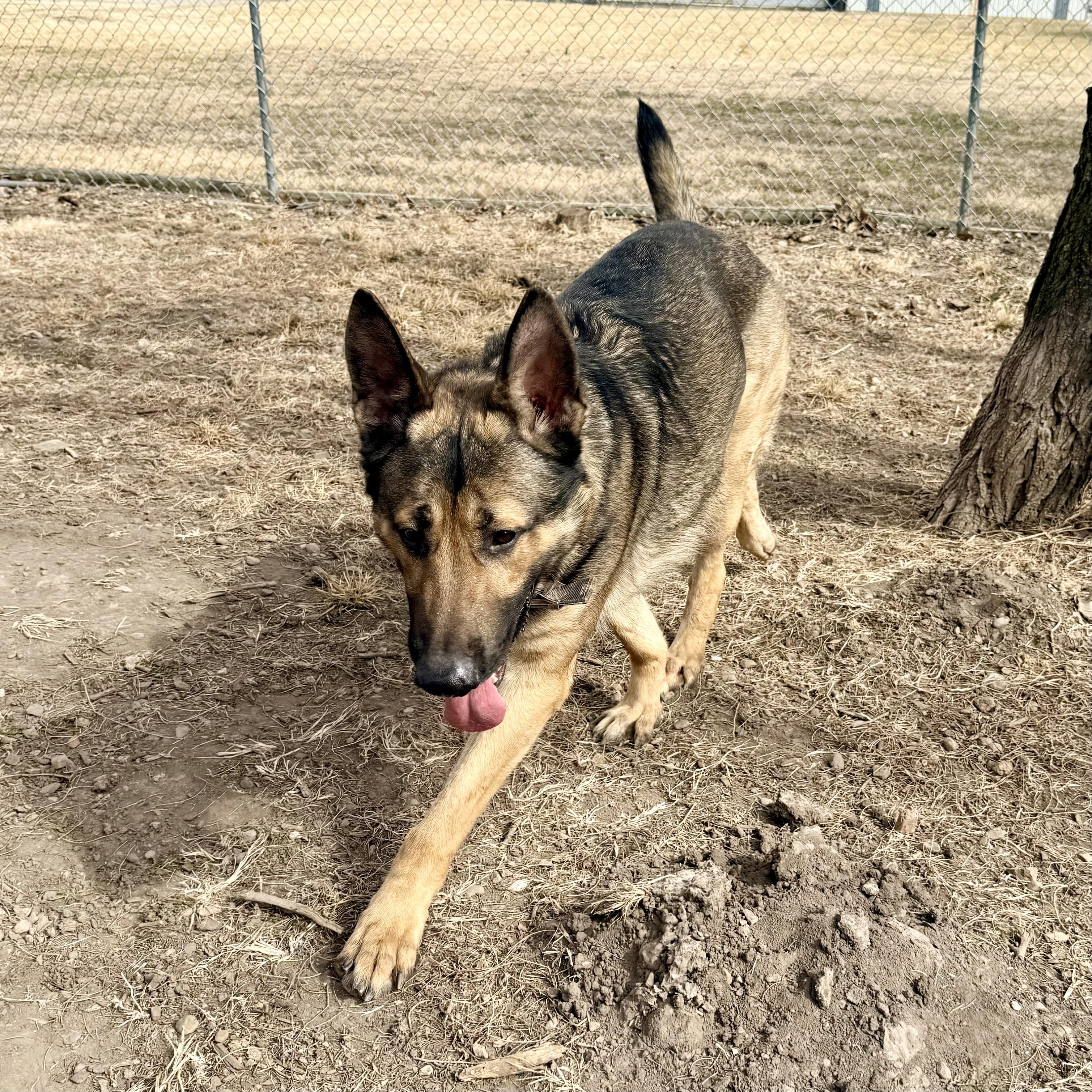 Enlarge Quinn, a ADOPTABLE German Shepherd Dog in Albany, MO image 6/6