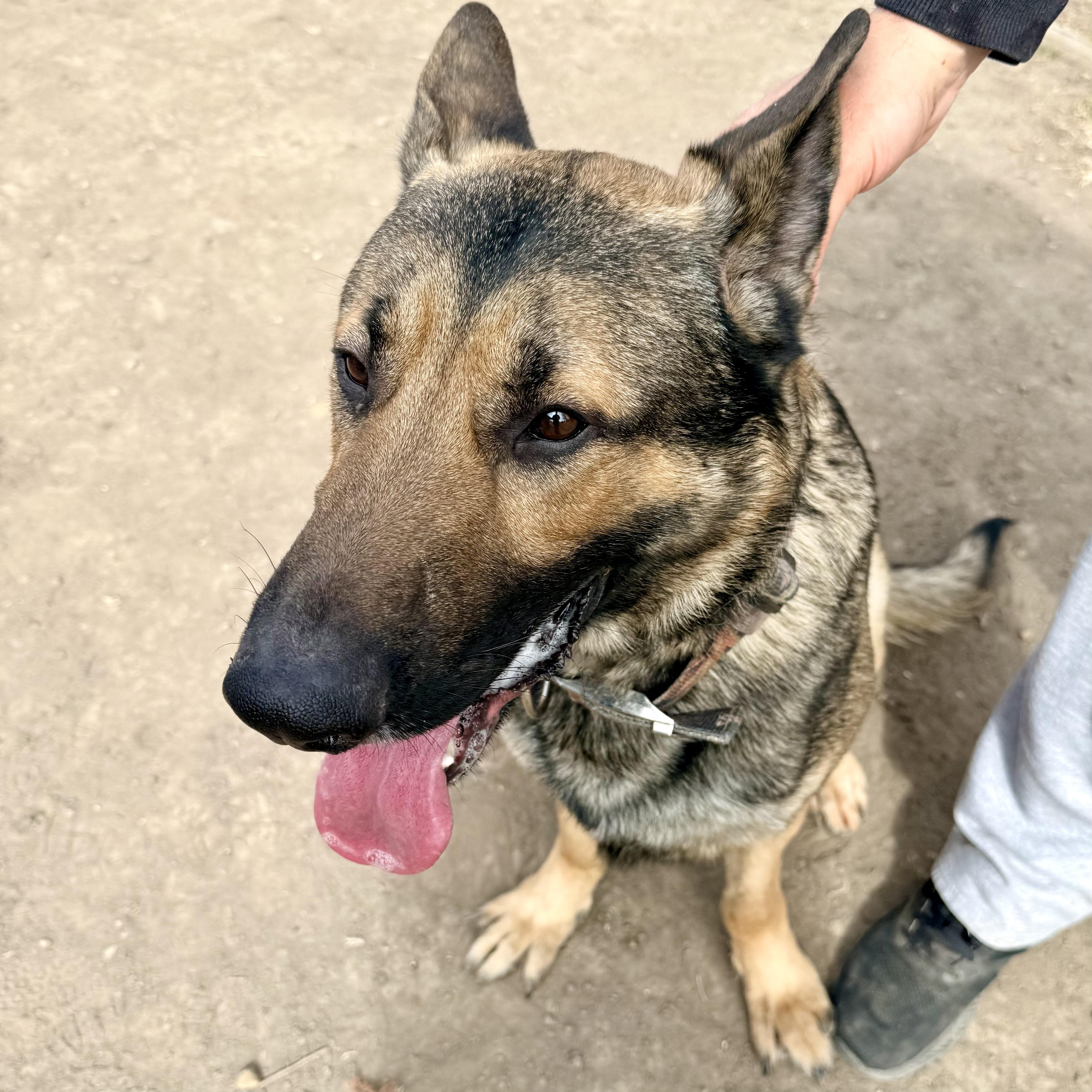 Quinn, ADOPTABLE, Young Male German Shepherd Dog.