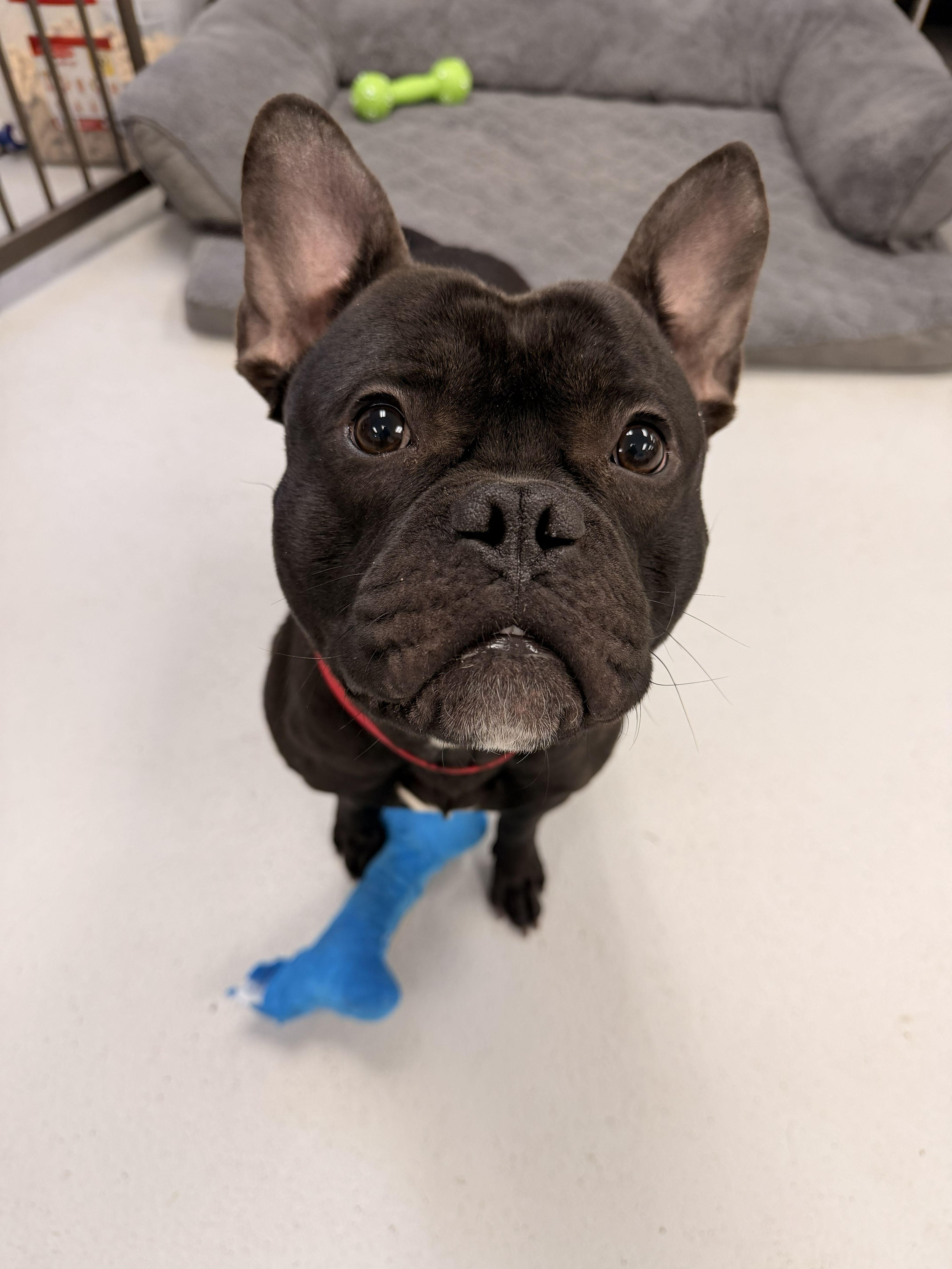 Enlarge Bingo, a ADOPTABLE mixed breed in Belmar, NJ image 3/4