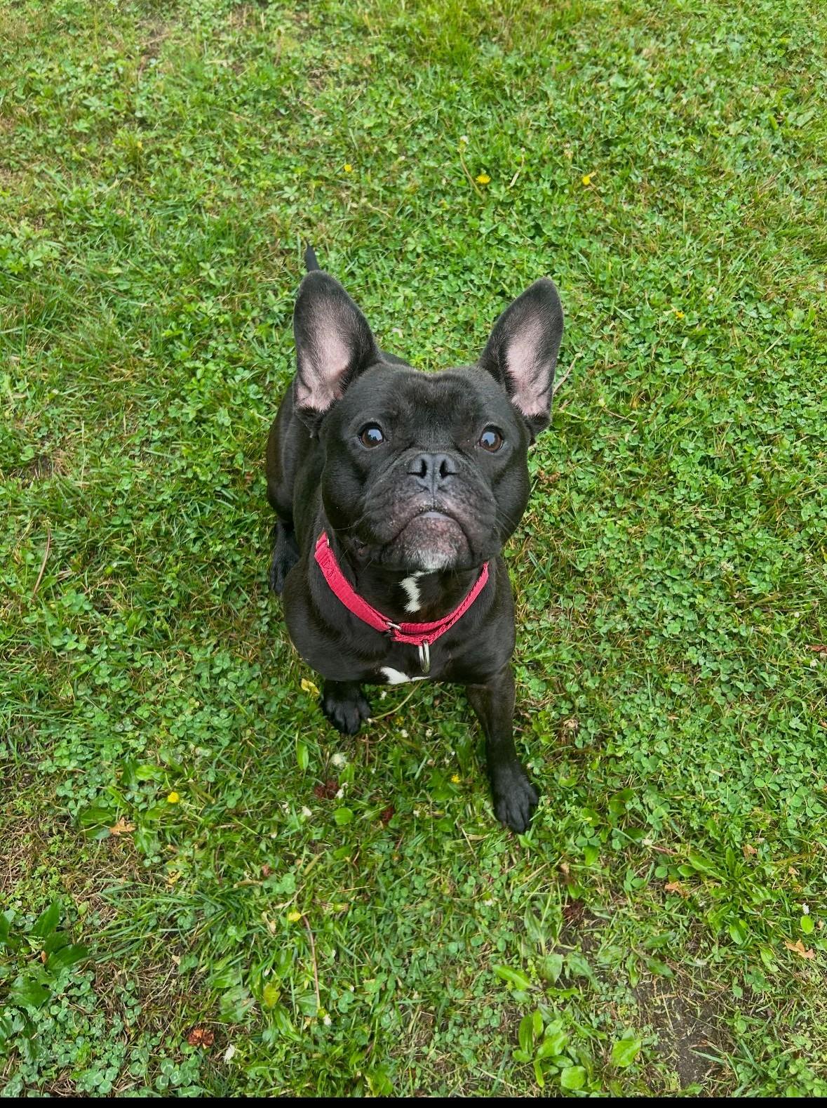 Bingo, ADOPTABLE, Young Male French Bulldog.