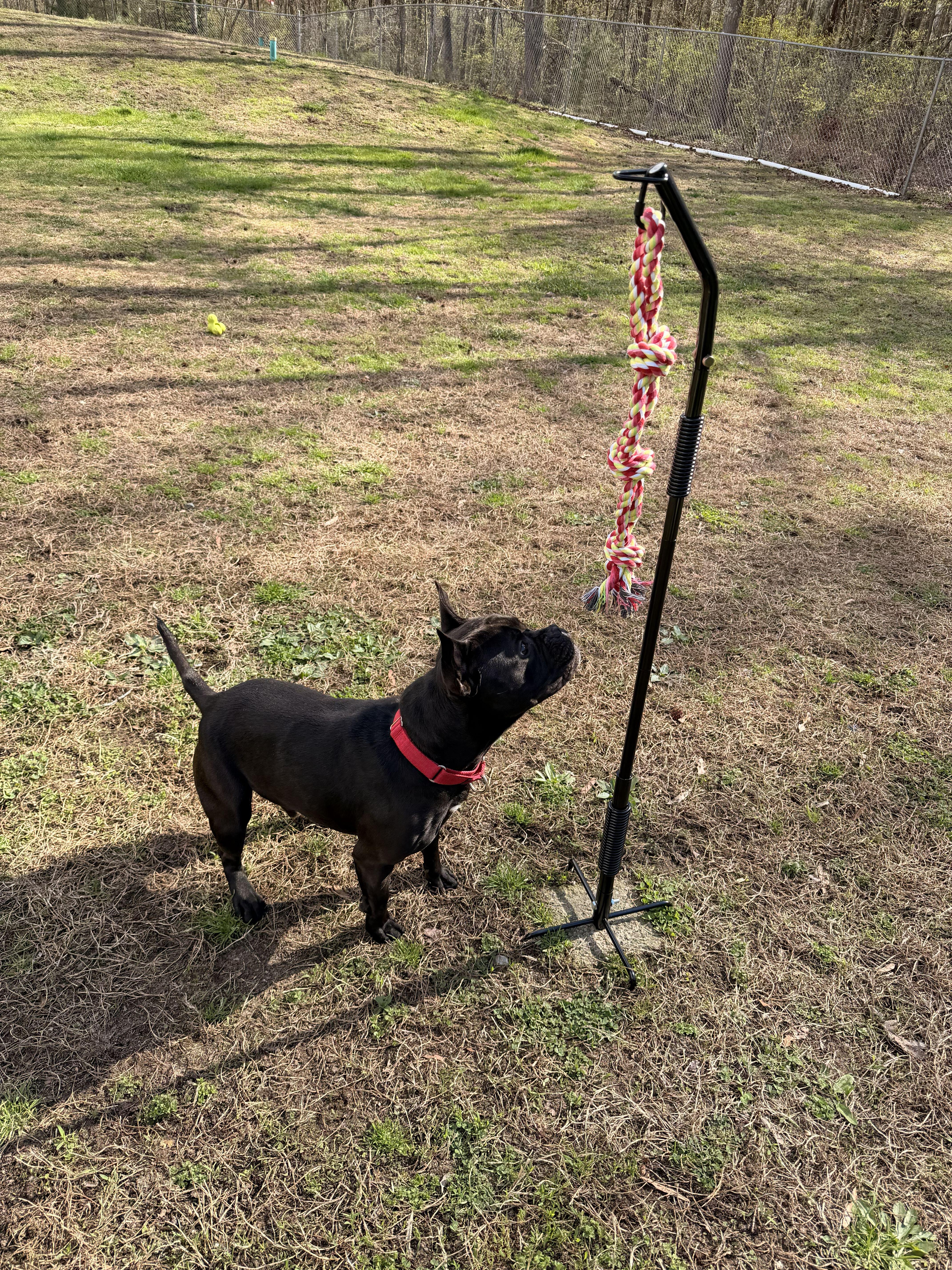 Enlarge Bingo, a ADOPTABLE mixed breed in Belmar, NJ image 4/4