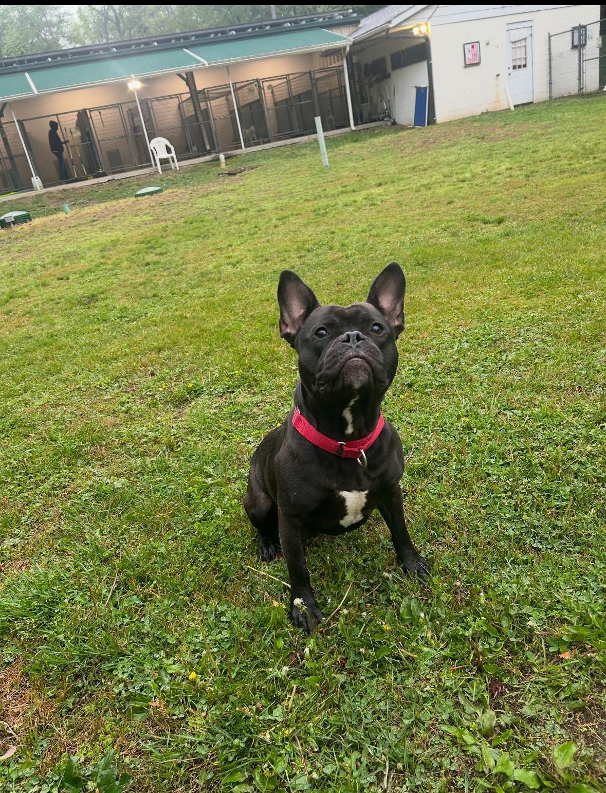 Enlarge Bingo, a ADOPTABLE mixed breed in Belmar, NJ image 2/4