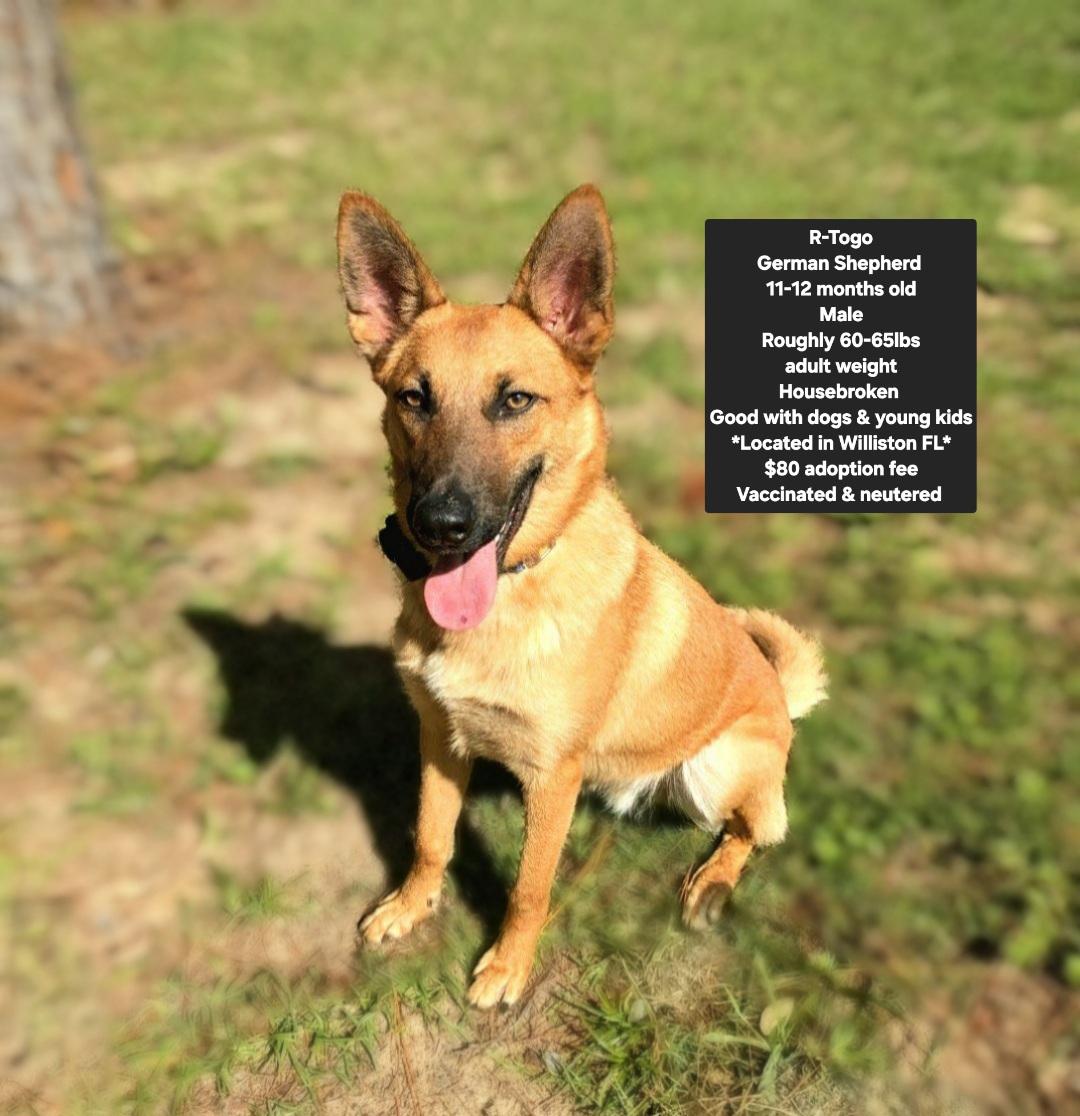 R-Togo, ADOPTABLE, Young Male German Shepherd Dog.