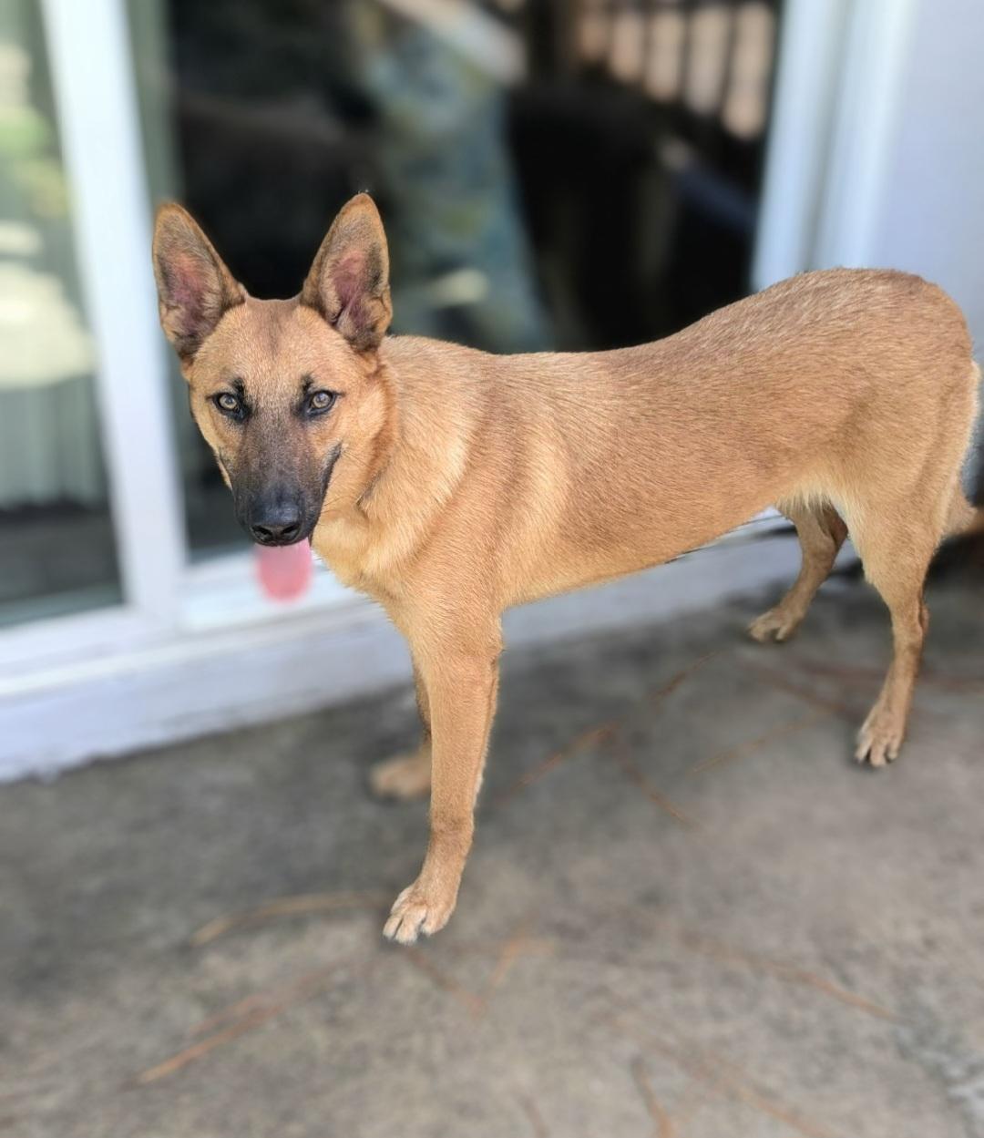 R-Togo, a ADOPTABLE mixed breed in Oviedo, FL image 2/4