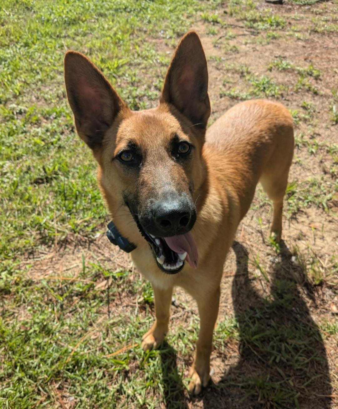 R-Togo, a ADOPTABLE mixed breed in Oviedo, FL image 4/4