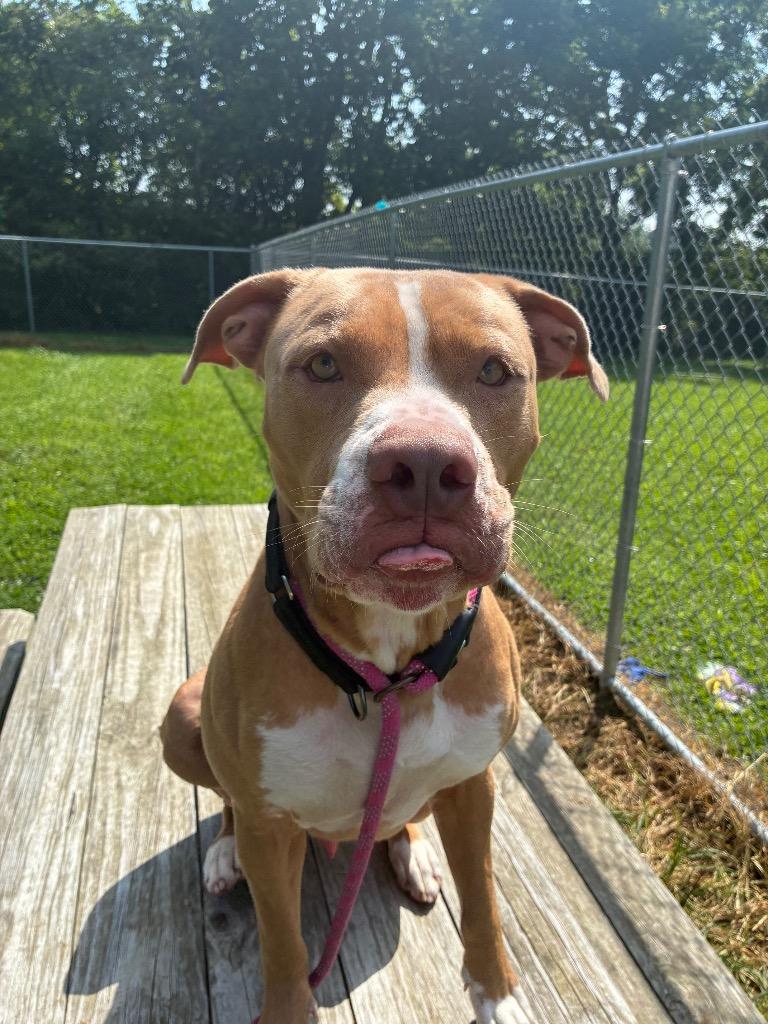 Rufus, a Adoptable mixed breed in Marion, OH image 1/6