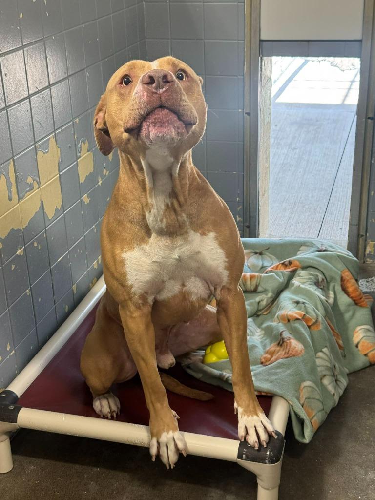 Rufus, a Adoptable mixed breed in Marion, OH image 1/3