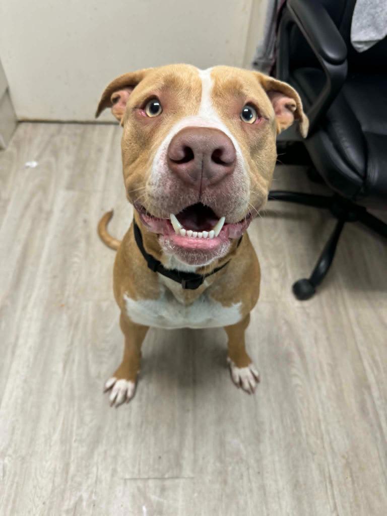 Rufus, a Adoptable mixed breed in Marion, OH image 2/3