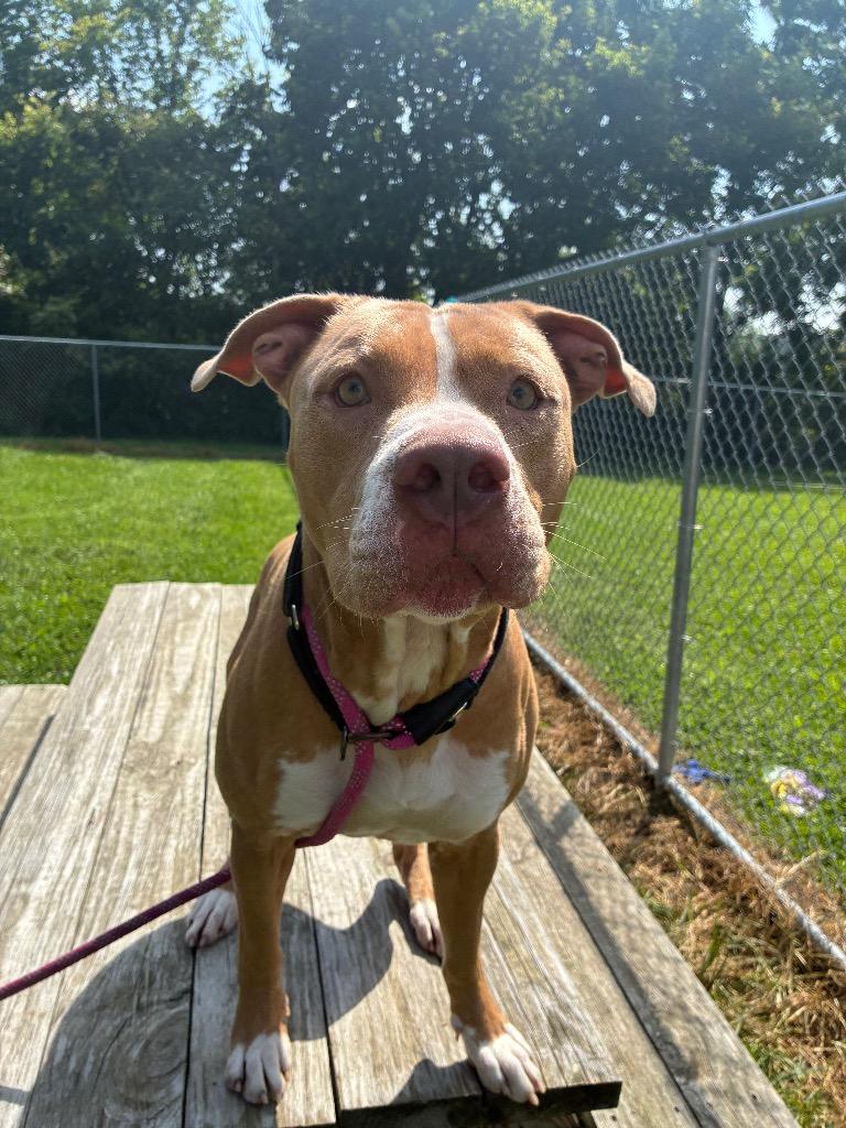 Rufus, a Adoptable mixed breed in Marion, OH image 4/6