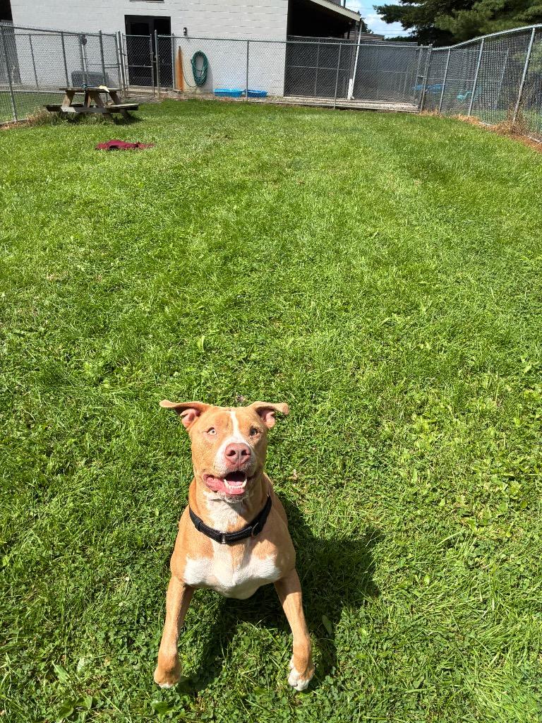 Rufus, a Adoptable mixed breed in Marion, OH image 5/6