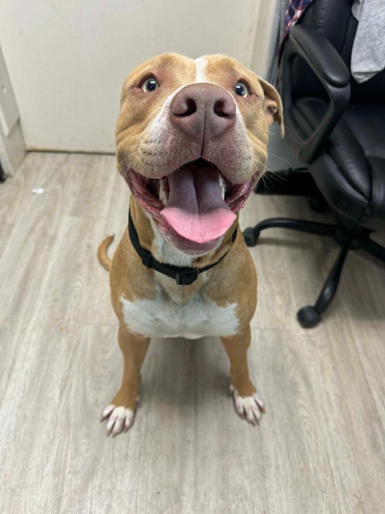 Rufus, a Adoptable mixed breed in Marion, OH image 3/3