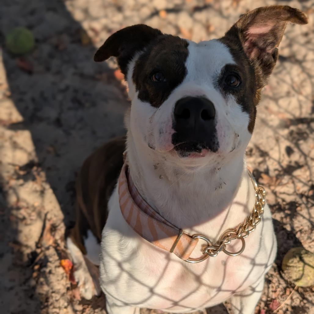 Enlarge Carino 28300, a Adoptable Mixed Breed in Middleburg, FL image 1/4