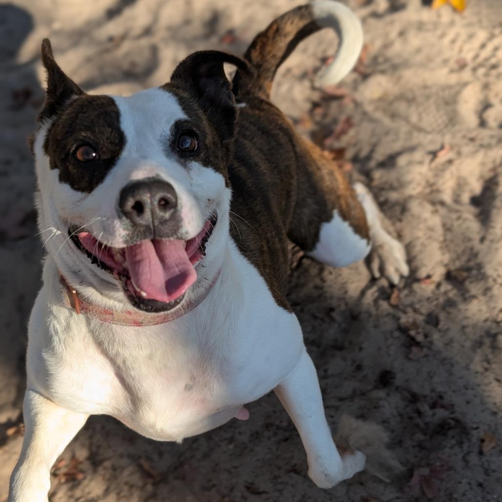 Enlarge Carino 28300, a Adoptable Mixed Breed in Middleburg, FL image 2/4