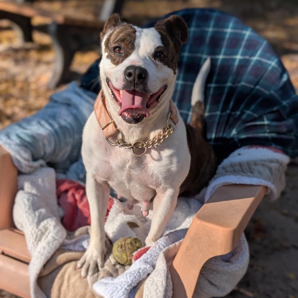 Enlarge Carino 28300, a Adoptable Mixed Breed in Middleburg, FL image 3/4