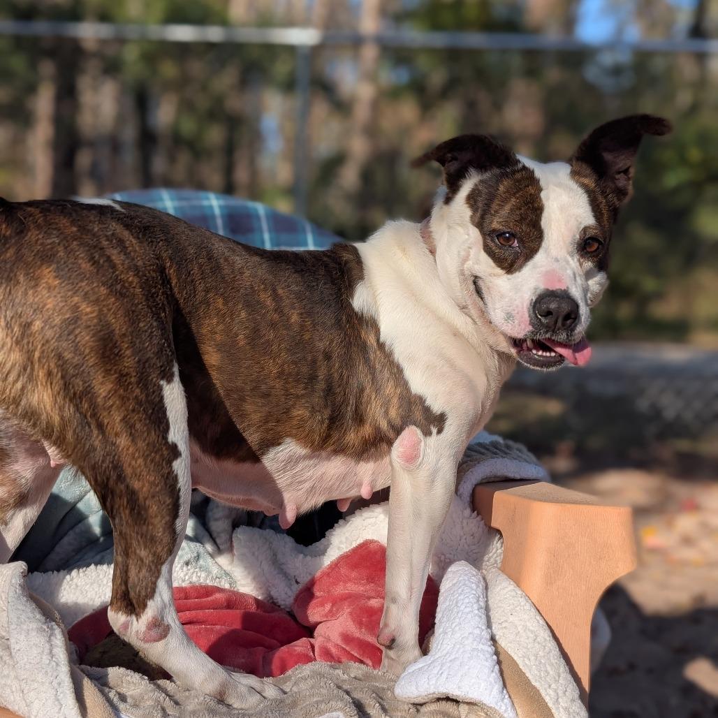 Enlarge Carino 28300, a Adoptable Mixed Breed in Middleburg, FL image 4/4