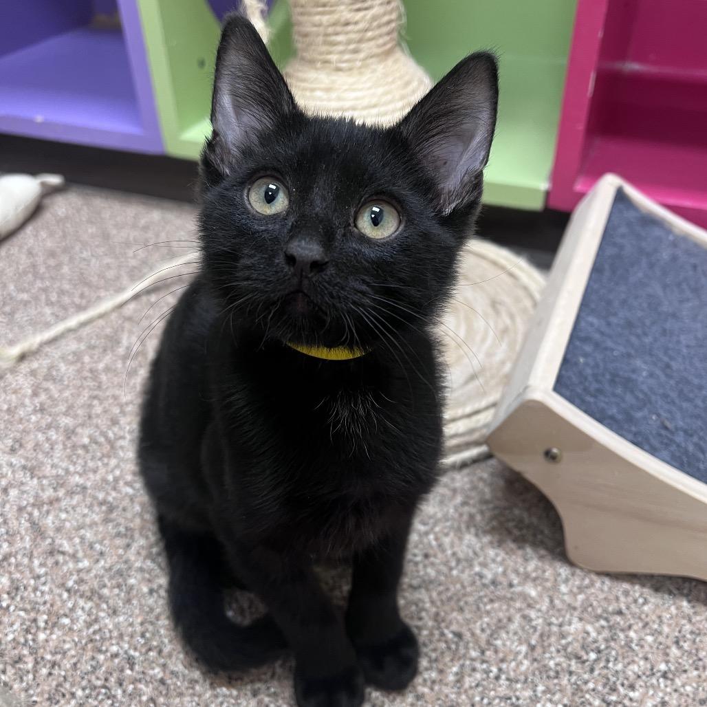 Ensign Esteban, Adoptable, Kitten Male American Shorthair.