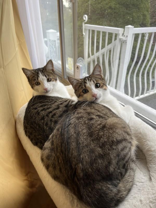 Enlarge Shania, a Adoptable mixed breed in Sechelt, BC image 1/6