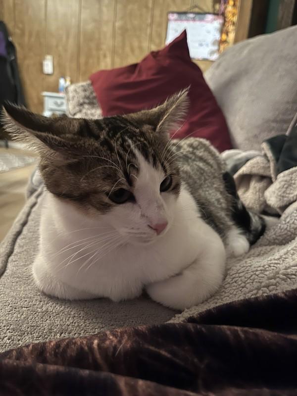 Enlarge Shania, a Adoptable mixed breed in Sechelt, BC image 2/6