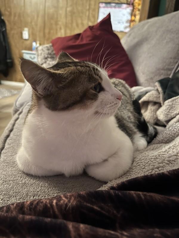 Enlarge Shania, a Adoptable mixed breed in Sechelt, BC image 3/6