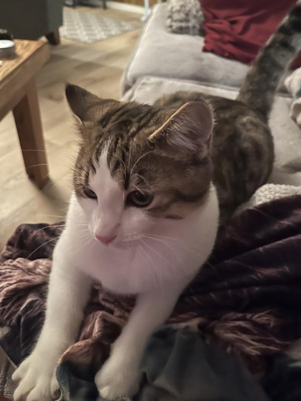 Enlarge Shania, a Adoptable mixed breed in Sechelt, BC image 4/6