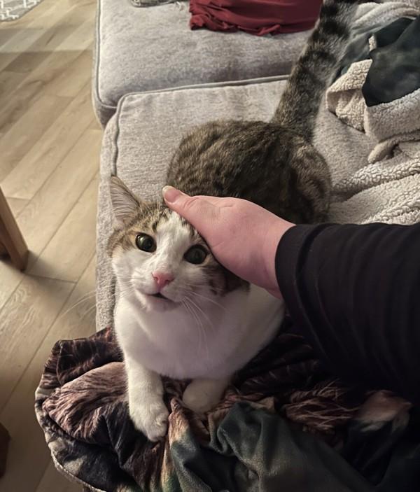 Enlarge Shania, a Adoptable mixed breed in Sechelt, BC image 5/6