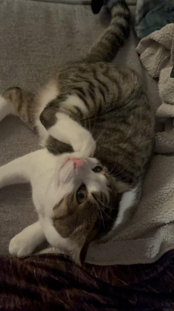 Enlarge Shania, a Adoptable mixed breed in Sechelt, BC image 6/6