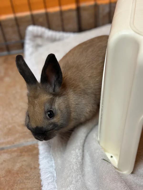 Churro and Bombolone (Bonded Pair), Adopted, Baby Female Netherland Dwarf.