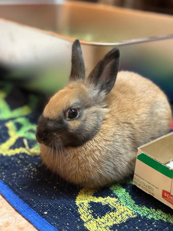 Enlarge Churro and Bombolone (Bonded Pair), a Adopted Netherland Dwarf in Hamilton, ON image 2/2