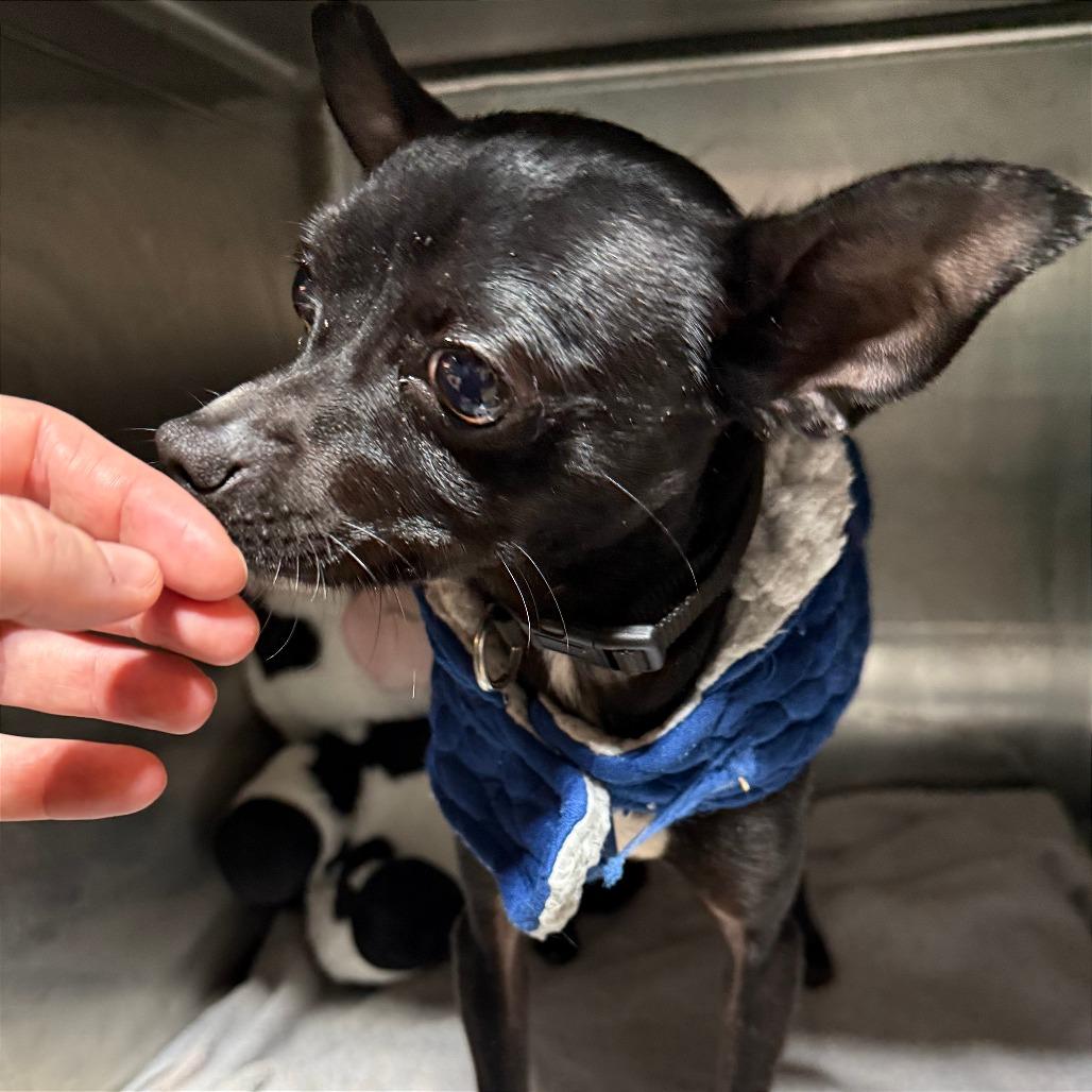 King, Adoptable, Young Male Chihuahua.