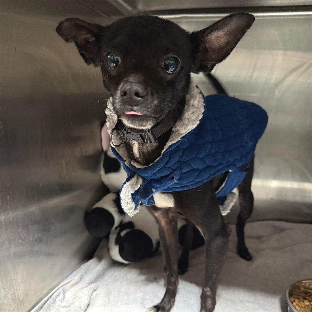 Enlarge King, a Adoptable Chihuahua in West Chester, PA image 2/3