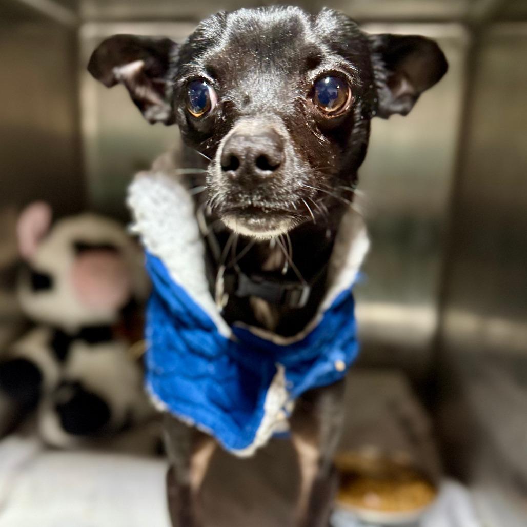 Enlarge King, a Adoptable Chihuahua in West Chester, PA image 3/3