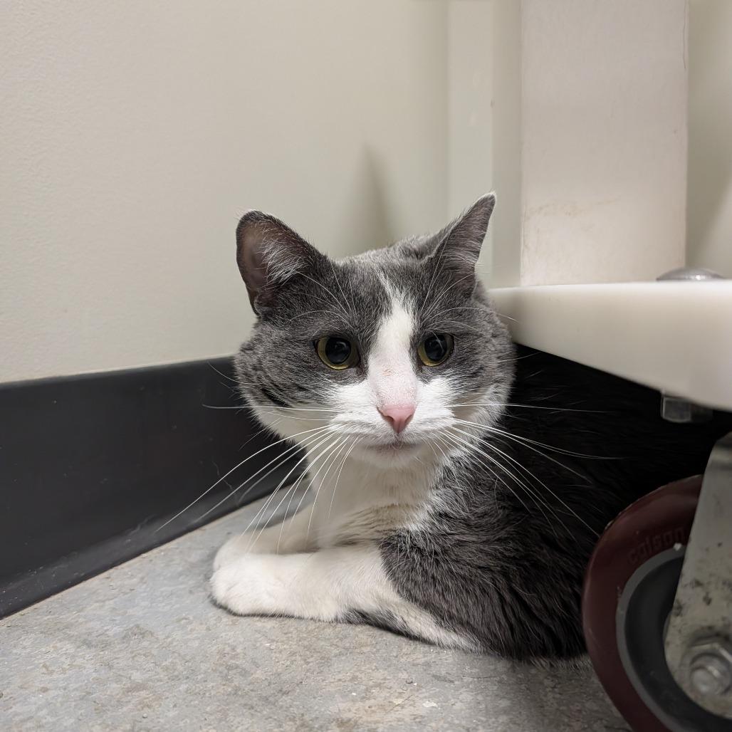 Genevieve, Adoptable, Adult Female Domestic Short Hair.