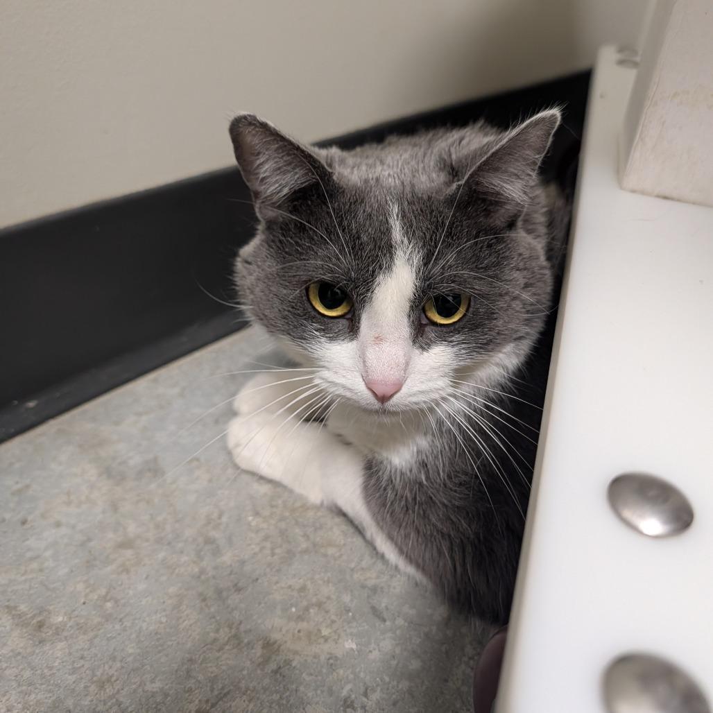 Enlarge Genevieve, a Adoptable Domestic Short Hair in Saint Cloud, MN image 2/6