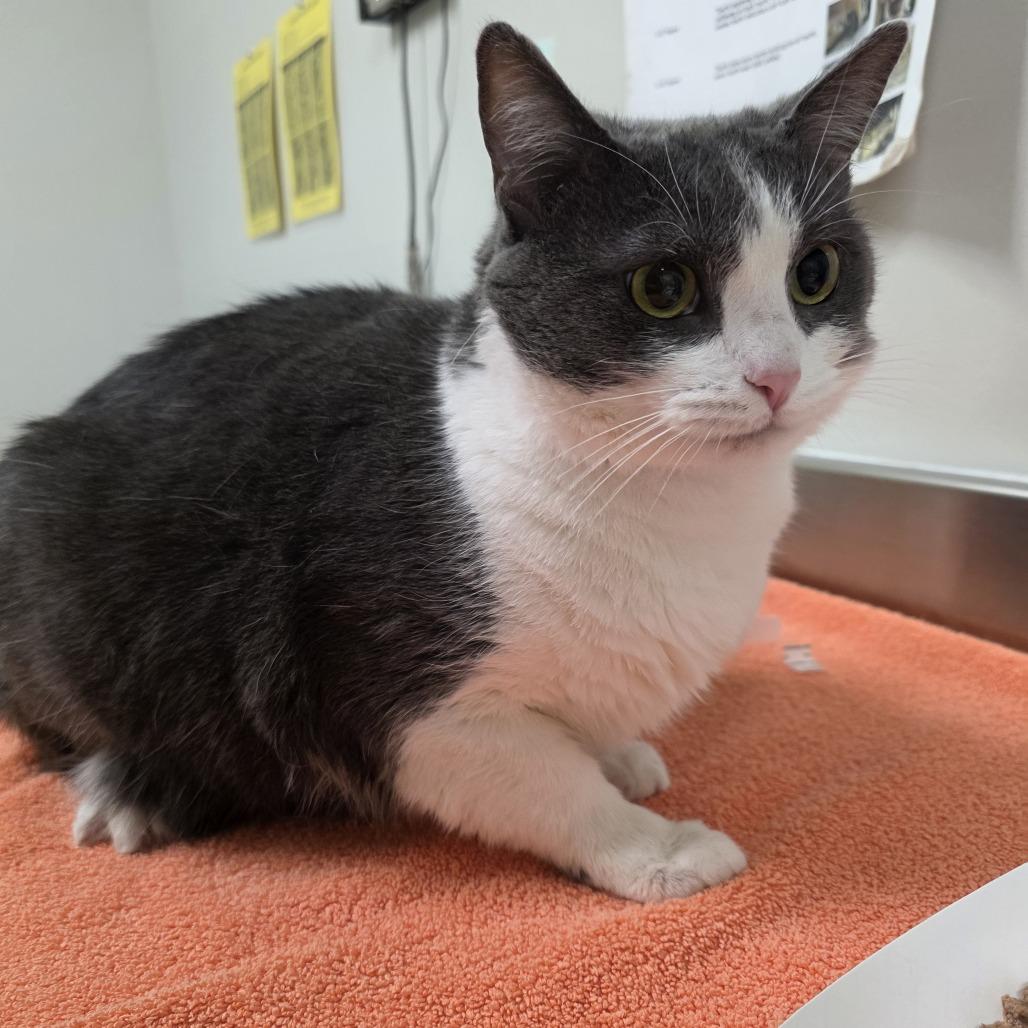 Enlarge Genevieve, a Adoptable Domestic Short Hair in Saint Cloud, MN image 3/6