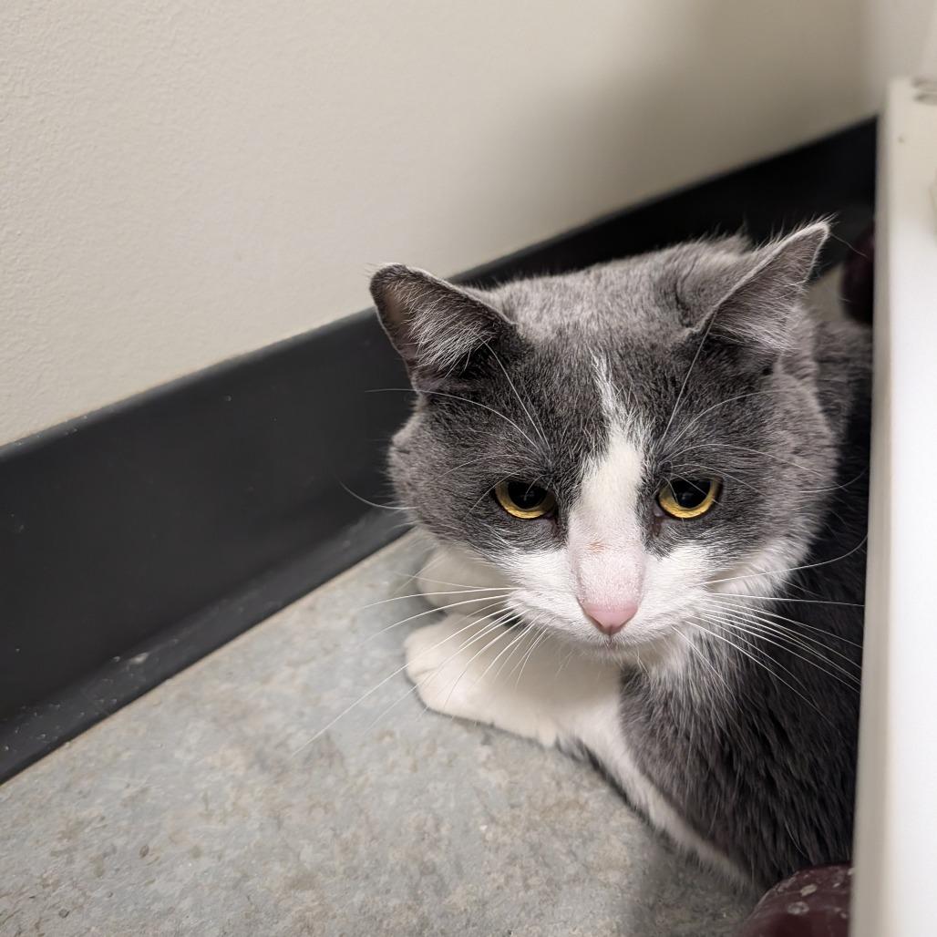 Enlarge Genevieve, a Adoptable Domestic Short Hair in Saint Cloud, MN image 4/6